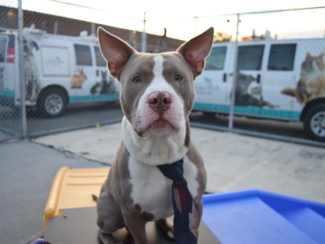 gaviota330's tweet photo. CHARMING
https://t.co/N3f3MeI6ym
#NYC KILL LIST
GENTLE LOVING BOY
WELL BEHAVED
SOCIAL
FRIENDLY
LOVE 2 CUDDLE
SAVE ME
HELPDOGS@URGENTPODR.ORG https://t.co/80OLhCI8Zp