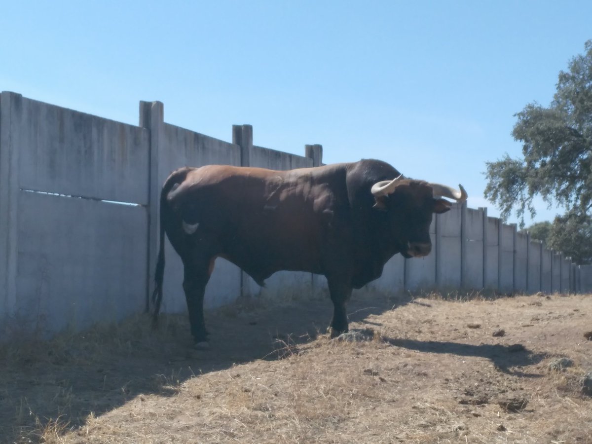 Presentada la Feria Taurina de Valdepeñas, que contará con Román Perez, <a href="/GomezdelPilar/">Gómez del Pilar</a> , Antonio Linares y toros de Castillejo de Huebra