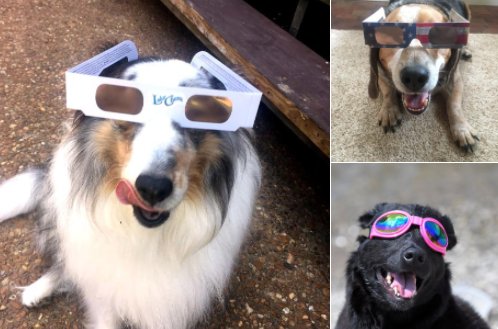 nmasUnivision23's tweet photo. Las mascotas también vieron el eclipse solar https://t.co/nQYG0pZp2L #ElGranEclipse https://t.co/KNVkHKaRyP