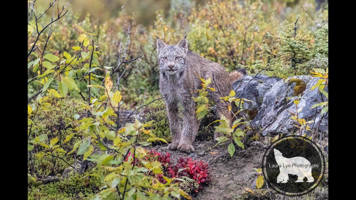LauraLynPhoto's tweet photo. Feel like the luckiest girl in the world! #lynx #denali100 #100daysofdenali #lauralynphotography #canon1dxmarkii https://t.co/ws84373ZE8