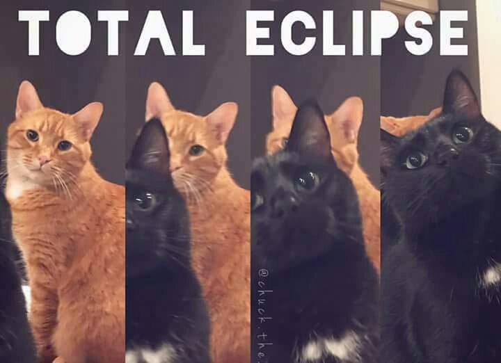 nathy_gonzalez's tweet photo. O eclipse aqui em casa 😅 #Eclipse2017 #EclipseTotal #catclipse #catlover https://t.co/R8oZTwvOPG