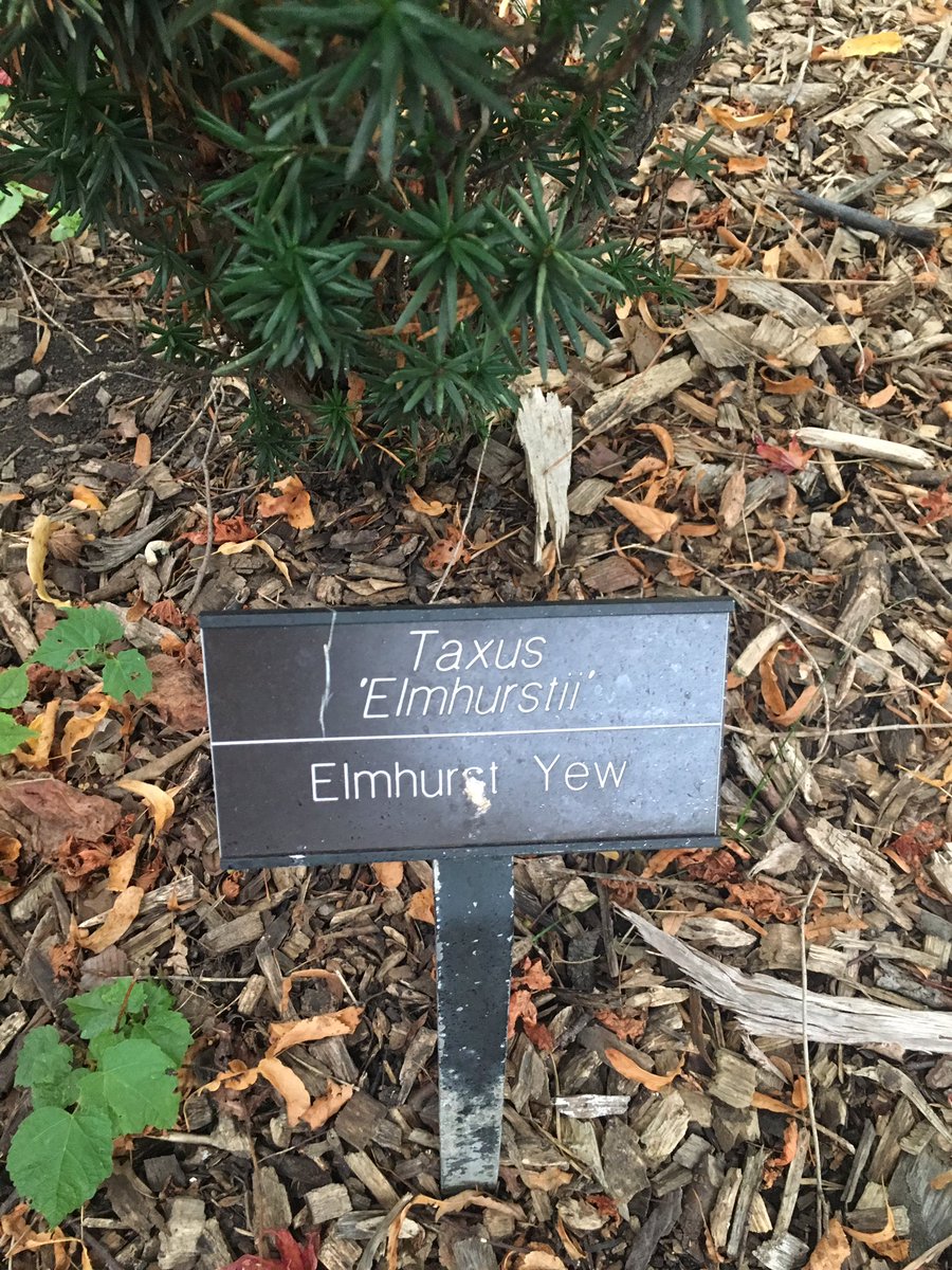 Team_SnakeEC's tweet image. @ec_ranger Yew-nque tree #ECSnakeOver #uniquetree