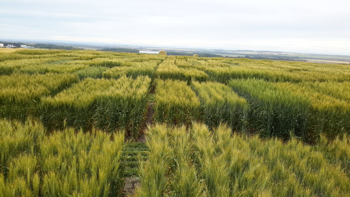 WheatSingh's tweet photo. Found #StripeRust in breeding plots all the way in #Beaverlodge, AB @albertawheat @globalrust @westerngrains #GeneticsAtWork #WestCdnAg https://t.co/NkiD5Tyhop