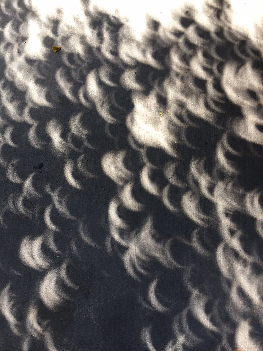 BrookeAdamsSLC's tweet image. Cool photo of #Eclipse17 cast by leaf shadows!