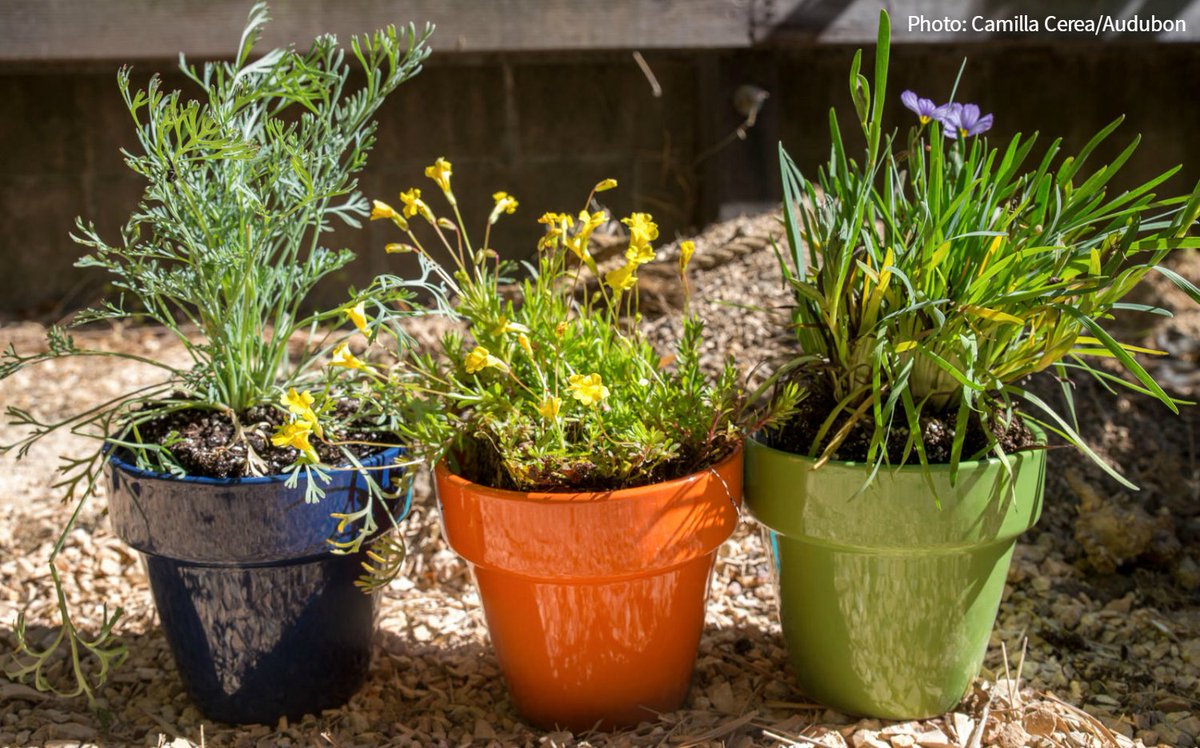 audubonsociety's tweet photo. Living in a small space? You can still grow native plants and help birds with a container garden. https://t.co/8U7U1ldF5F #PlantsForBirds https://t.co/Nq2AI6D5iy