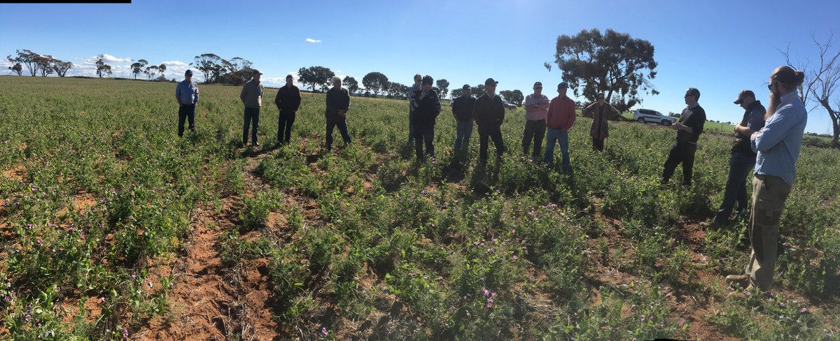 Matt Witney (@dmag_consultant) on Twitter photo Great day showing Riverina farmers around vic mallee -#pulses #storage #newwheats #newera💦🌱<a href="/SeanM_DMAg_SA/">Sean Matthewson</a> @dommmma <a href="/leighjbryan/">Leigh Bryan</a> <a href="/RenneyJohn/">john renney</a> Great day showing Riverina farmers around vic mallee -#pulses #storage #newwheats #newera💦🌱<a href="/SeanM_DMAg_SA/">Sean Matthewson</a> @dommmma <a href="/leighjbryan/">Leigh Bryan</a> <a href="/RenneyJohn/">john renney</a>