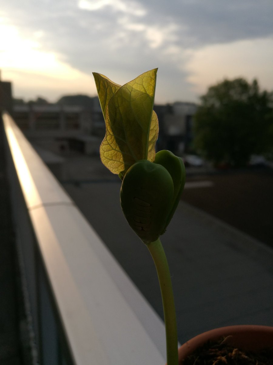 KateInNetherlan's tweet photo. Good morning Netherlands ❤ !
@538 #Radio538 #goodmorning #magicbean #Uden #Netherlands https://t.co/oblLy4L9dd