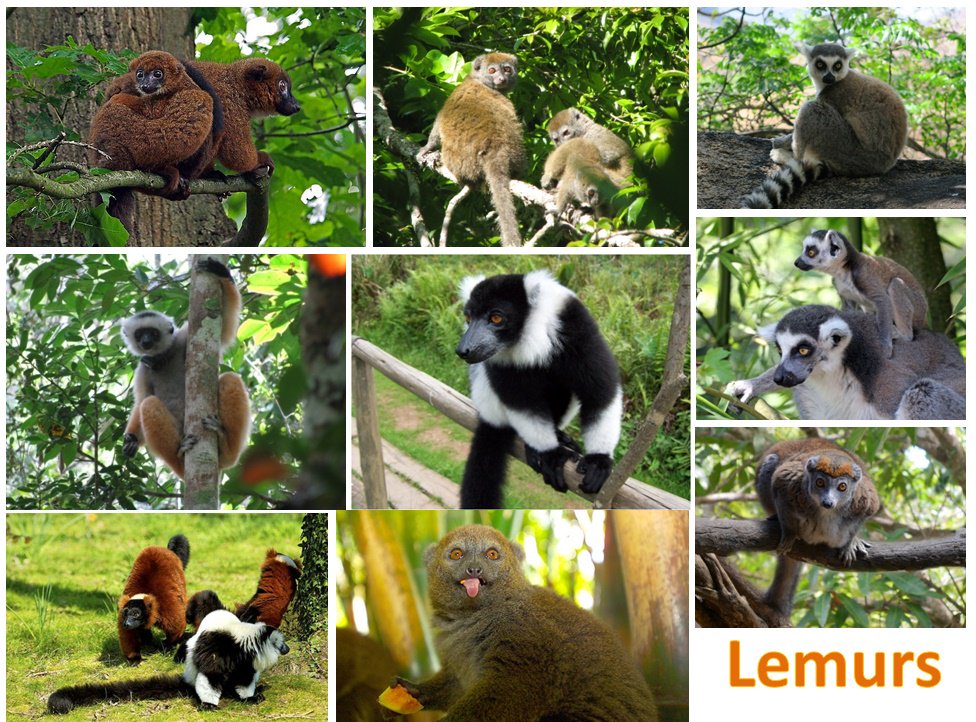 Lemurs in Madagascar......