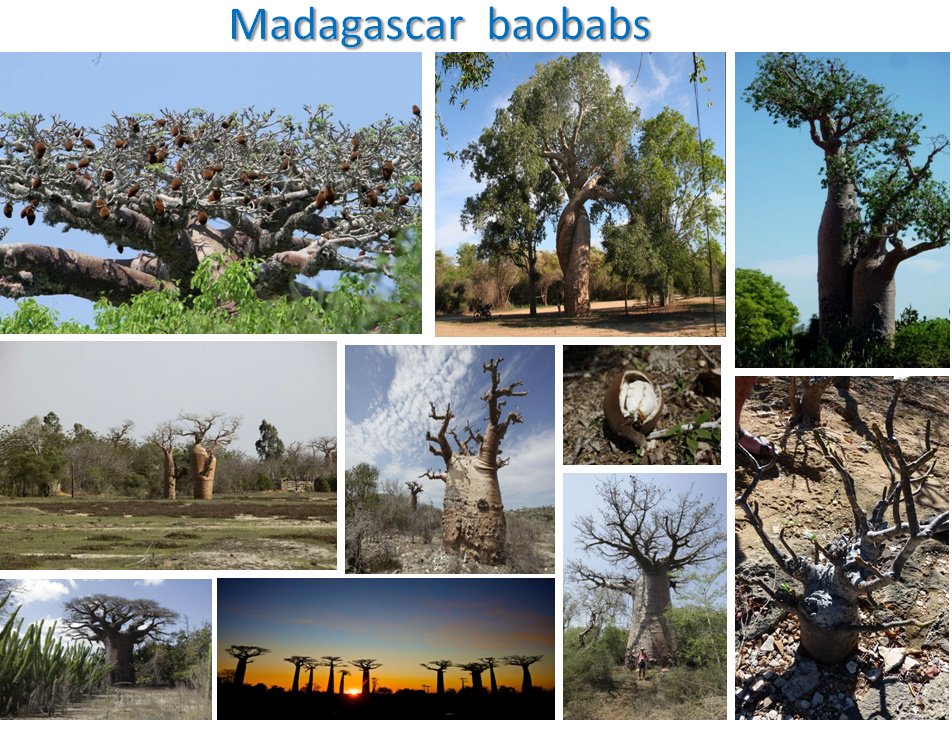 Madagascar