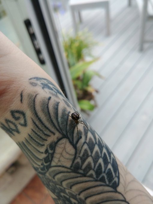 Today's girlfriend. Steatoda grossa https://t.co/5rz1Ca8Woz