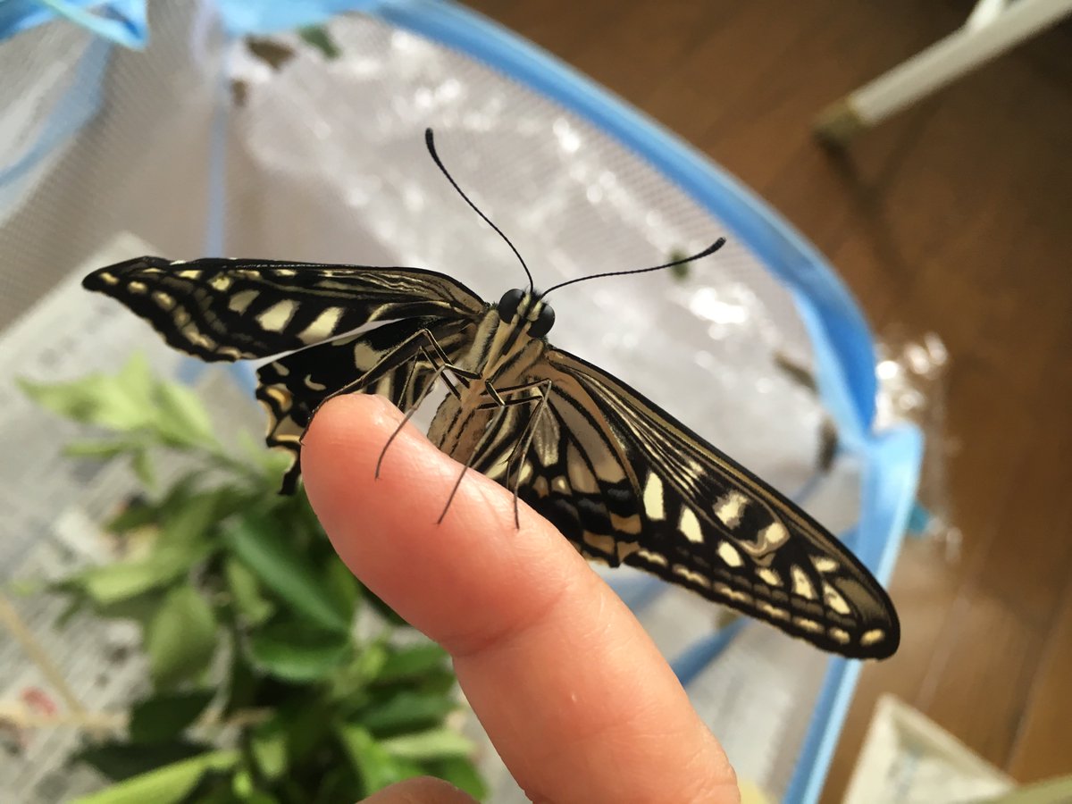 蝶の記憶 幼虫時の学習行動が成虫になっても保持される 東京ズーネットさんのツイートまとめ Togetter