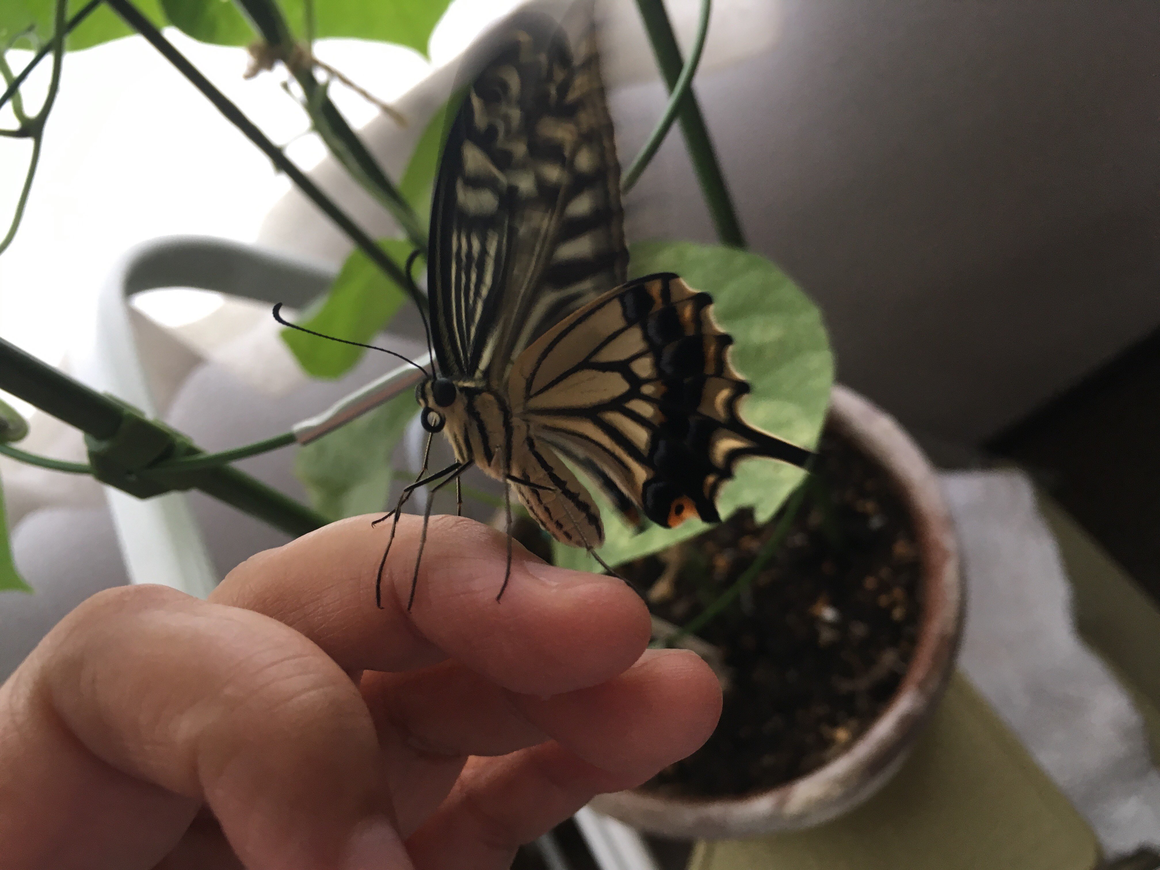 幼虫の頃から可愛がっていると、蝶になっても指に乗ってくる？w