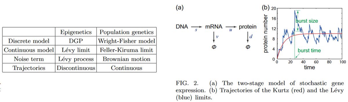 Emergent behavior in single-cell stochastic gene expression arxiv.org/abs/1708.05938 Table maps "epigenetics" to population genetics terms