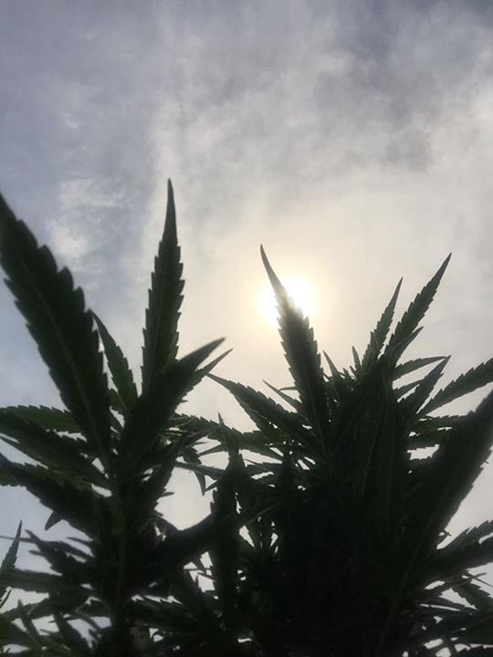 hempfarmdirect's tweet photo. Hemp don't need no stinkin glasses.

#eclispe2017 #SolarEclispe2017 #hemp #tweetfromthefarm https://t.co/IvEtuvIWkn