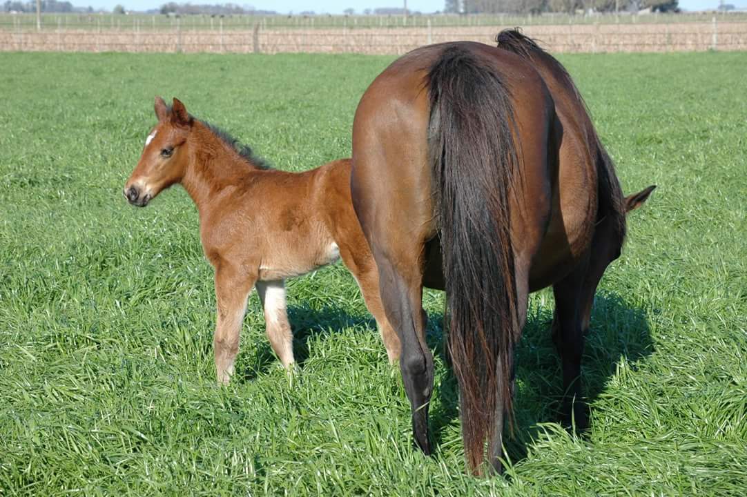 Filly, by Winning Prize, G1winner in Arg and USA, in family of OUTSTANDINGLY.