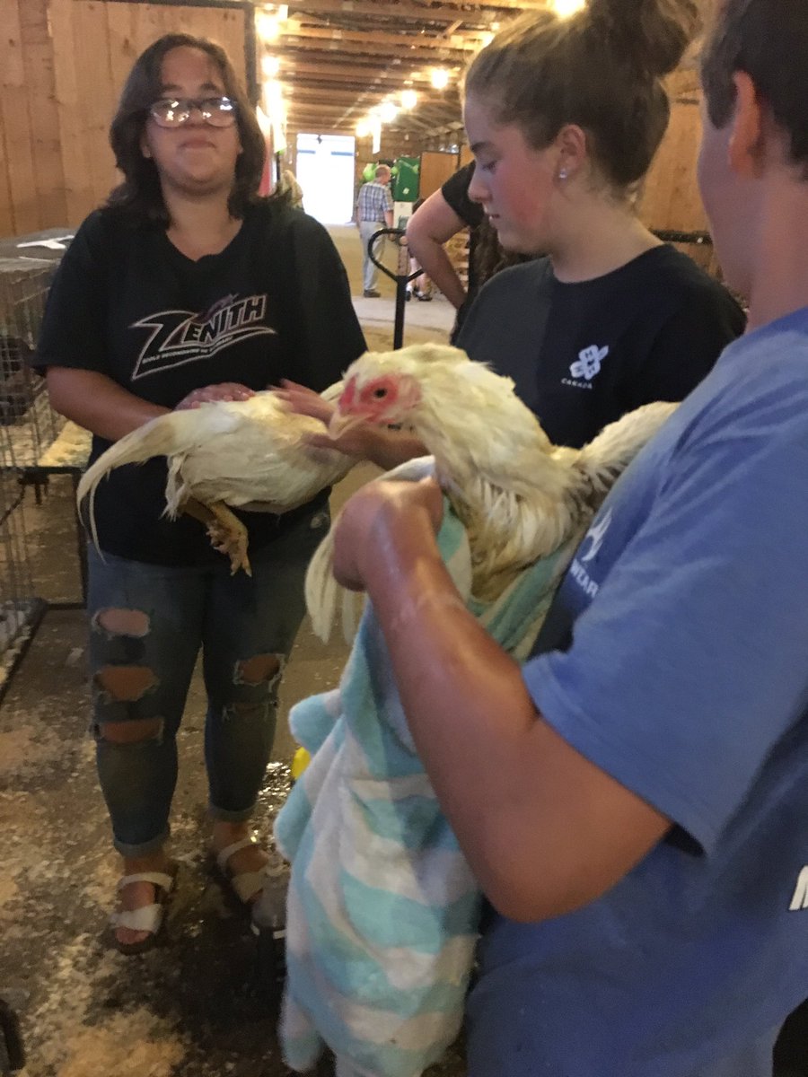 AlainaLockhart's tweet photo. Had the best time watching @4HNB youth in Sussex get ready to show their chickens tomorrow! #ChickenSpa #GoodLuck #WhiteNGreen2017 https://t.co/kZpnikjgDz