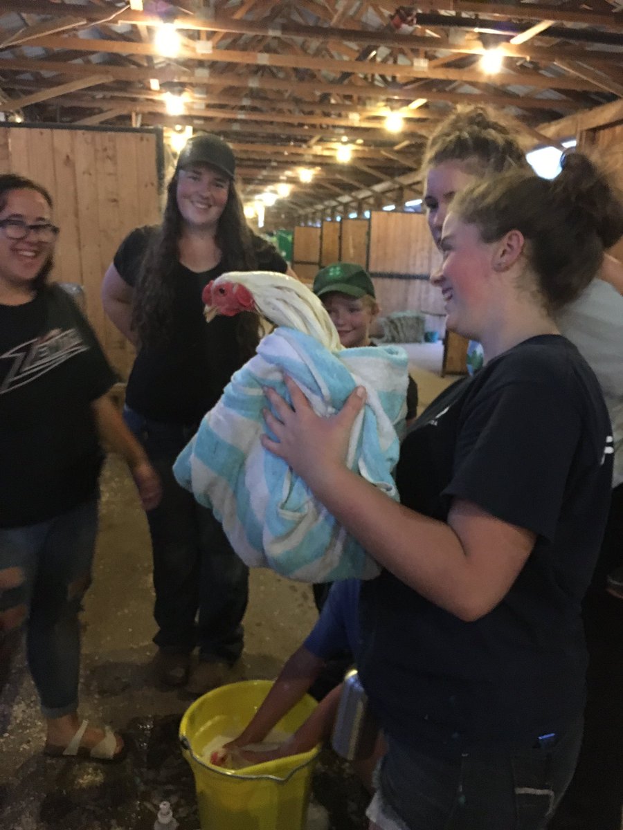 AlainaLockhart's tweet photo. Had the best time watching @4HNB youth in Sussex get ready to show their chickens tomorrow! #ChickenSpa #GoodLuck #WhiteNGreen2017 https://t.co/kZpnikjgDz