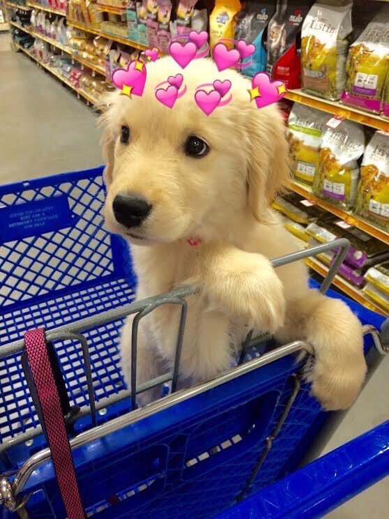 DailyiDogs's tweet photo. WANT https://t.co/0dujHizhIP