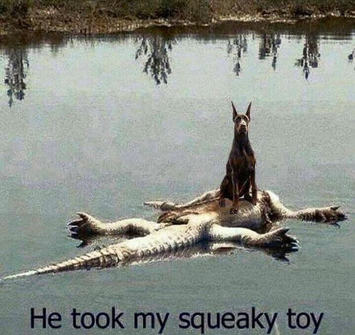 GeneandJenn's tweet photo. Max would be like this lol https://t.co/SEiGbzIZk2