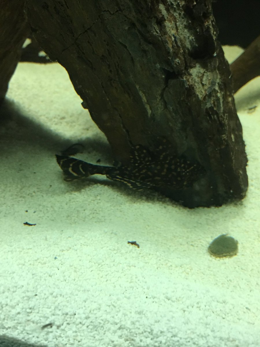 Tait_Olson's tweet photo. What kind of pleco is this and how big does it get @HappyPleco https://t.co/0Yc29aM3wD