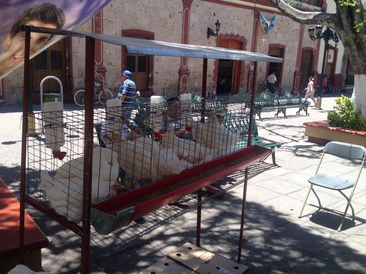 MayelaRivas3's tweet photo. Compromiso realizado con el Dip. Ramón Bañales en Atotonilco el Alto, Jalisco. Gestionó y cumplió, las beneficiarias agradecidas #ECNM 🖐🏻👏🏻 https://t.co/Jvv206tPVb
