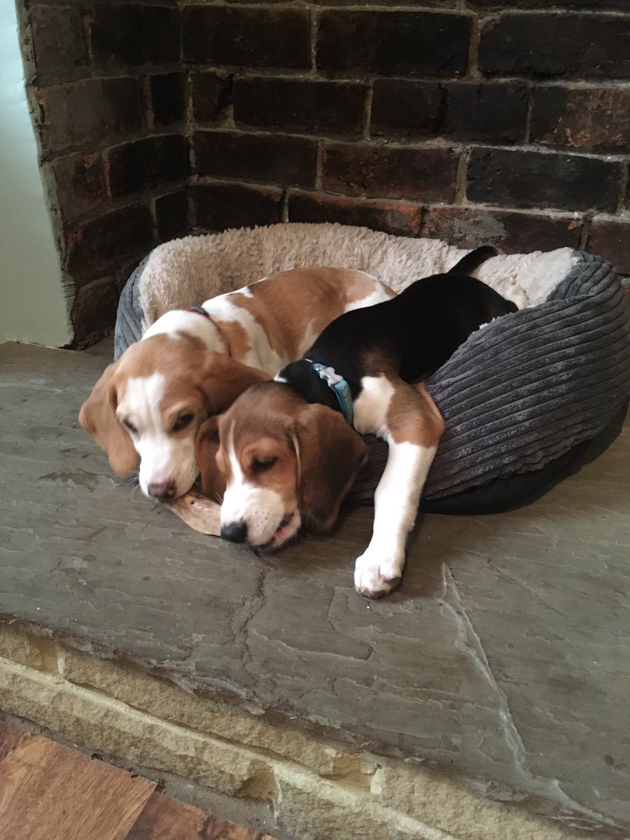 PhDoggo's tweet photo. When both of you want to be team leader for the group project, but only one can be the boss. #PhDLife #PhDChat #Doggo #Pupper #Beagles https://t.co/l2sotODVy9