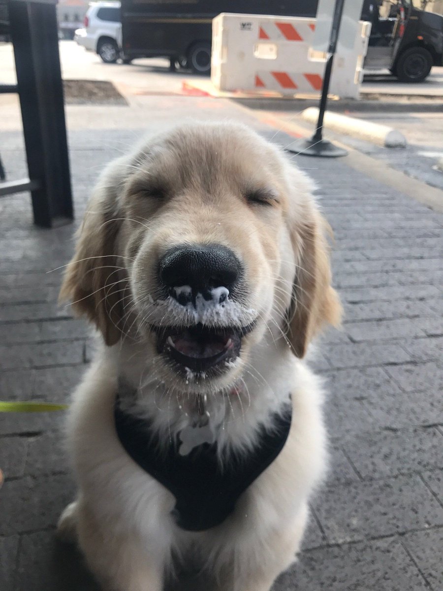TailsTreasure's tweet photo. Ice cream thief regrets nothing https://t.co/bOWRZCLeYx