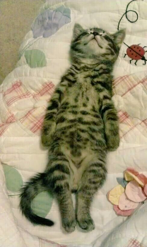 Coeur_Turquoise's tweet photo. @catfan57200 @CassinDe23 @bacrote1 @Amor_LOUHICHI @limon_jaime @hagaysobol @JeanneReinhart Une soirée de détente et de douceur pour toi #ChèreMariele💋🍃🐱et toute #LaTeam__☆♡💚♡☆__ https://t.co/cjHv6Qk8Fc