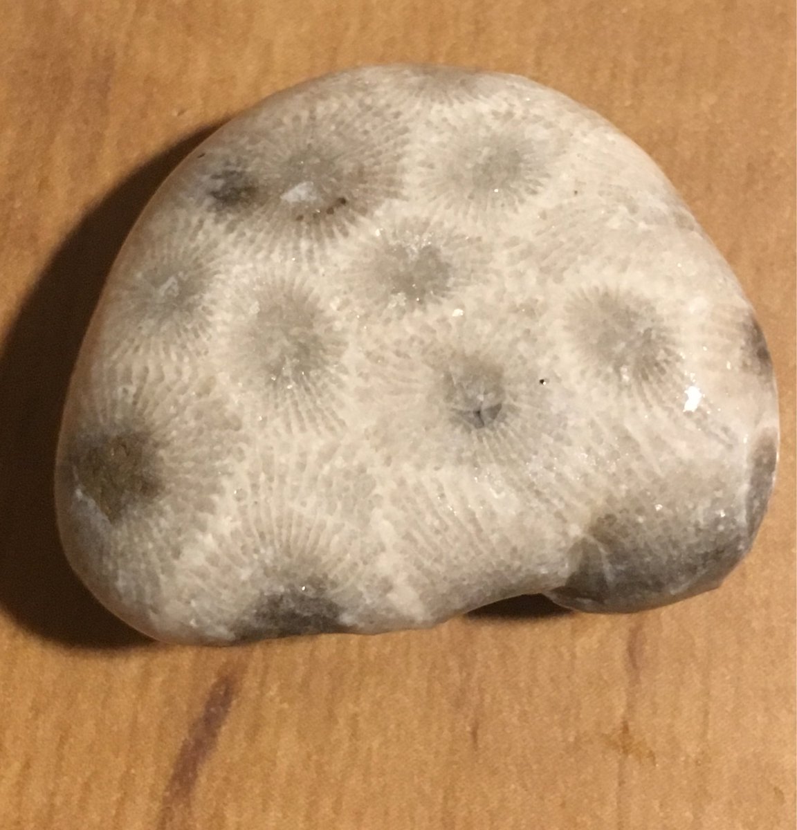 GreenThumbGirls's tweet photo. #Petoskey stone from 🇨🇦
I found maybe 7 of them plus a bunch of other cool coral. #Rockhound #StateStone #Coral #Fossil #Devonian https://t.co/2GZzrk43ds