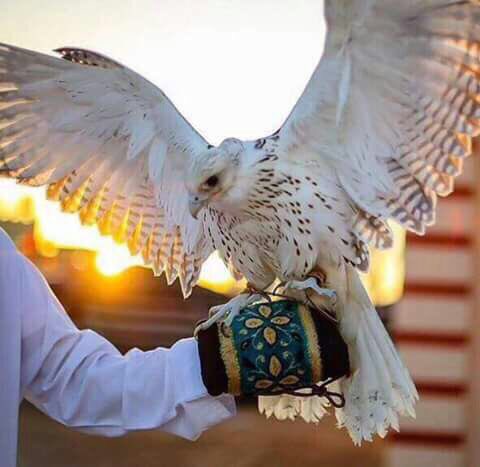 king5_s's tweet photo. يا خاطـري مانـي معودك بالـضيق 
وعليـك لـون الضـيق مـاهـوب لايـق 
.
خـابـرك حـر مـاتعــرف الـمسـابيق 
وشفيك من حـر الهواجـيس ضايق
#مڵـڪ https://t.co/CREg9oY0u8