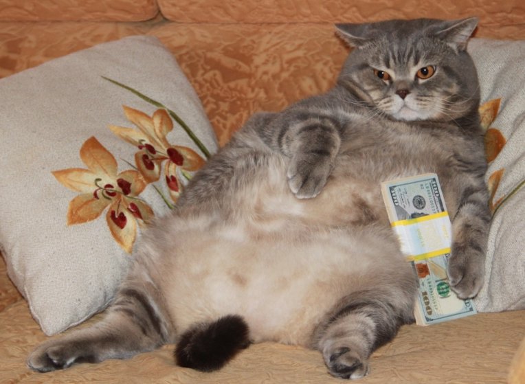 CatsAndMoney's tweet photo. awn dance i make money move https://t.co/ZehMiK2Ia2