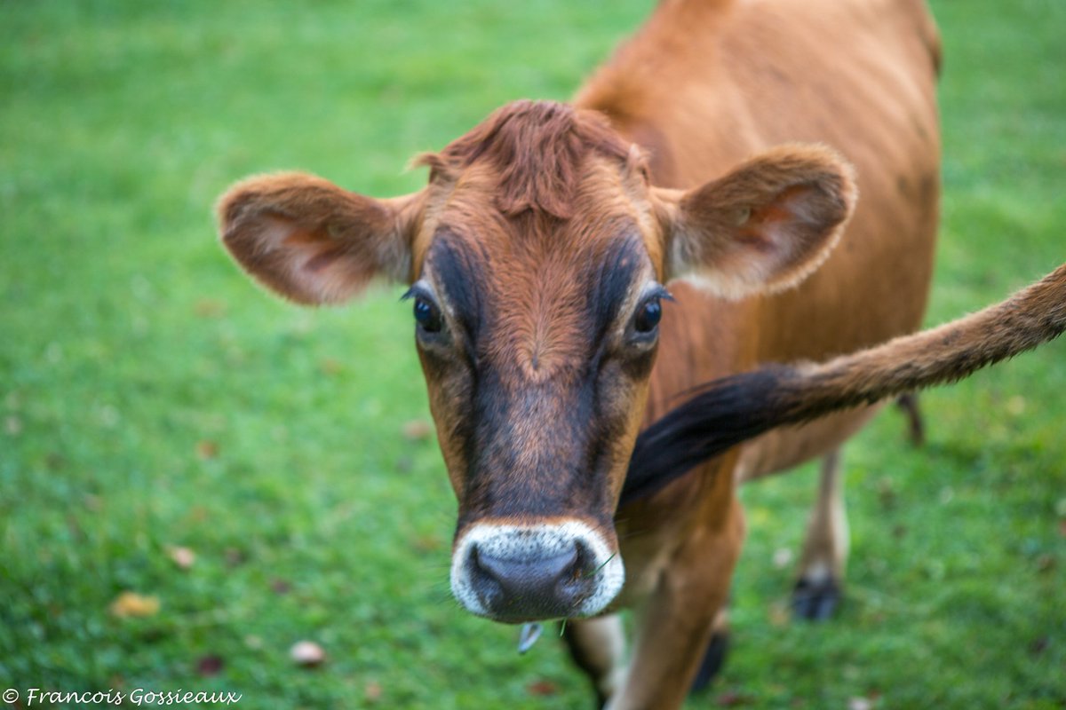 LocalCaptures's tweet photo. Hey, what are you looking at? #newengland_igers #thisisvt #vermontlife #pintofotographia #500pxrtg #bbclocalite #vermont https://t.co/DPAroMsGcz