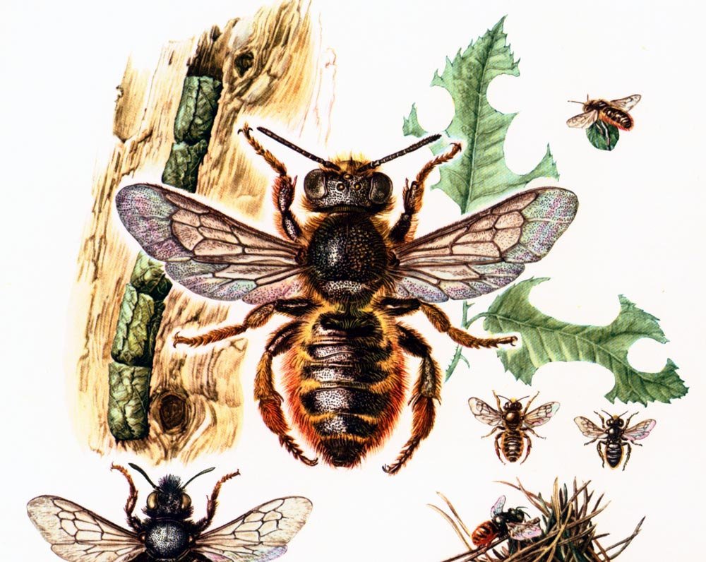 sofrenchvintage's tweet photo. 1960 Vintage Bees Print. Apoidae Illustration. Insect. Entomology. Natur… https://t.co/sIr1R4hEwv #Etsy #BeeArtPrint https://t.co/Aui5KH59NN