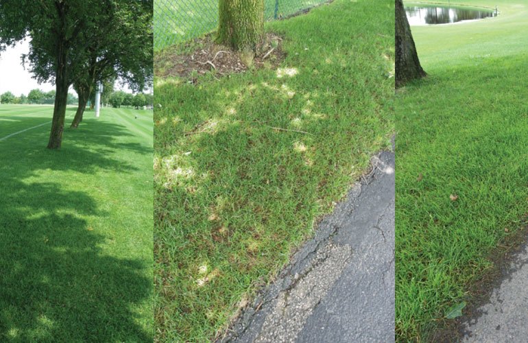 SFM_Magazine's tweet image. Dr. David Gardner, of Ohio State Univ., explains how to manage microenvironments in turfgrass. ow.ly/IG4j30eJzQE #TurfHealthTuesday