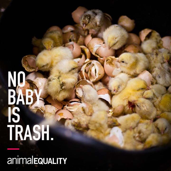 AnimalEquality's tweet photo. #TuesdayThoughts 
Victims of the chicken meat industry. We don't have to support this. Please choose compassion:
https://t.co/pGwqfVxll0 https://t.co/LQVN7DHI0A