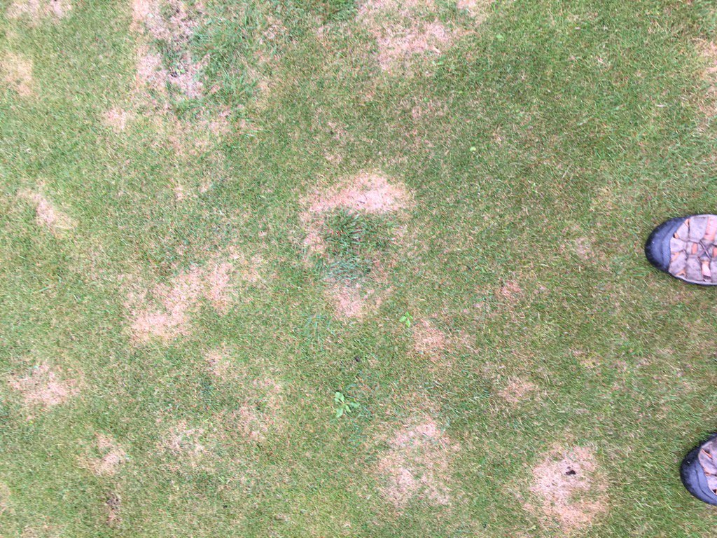 DKM6813's tweet image. See more of this not just on Poa greens.. #summerpatch @SyngentaTurf .. FF and Hybrid BG