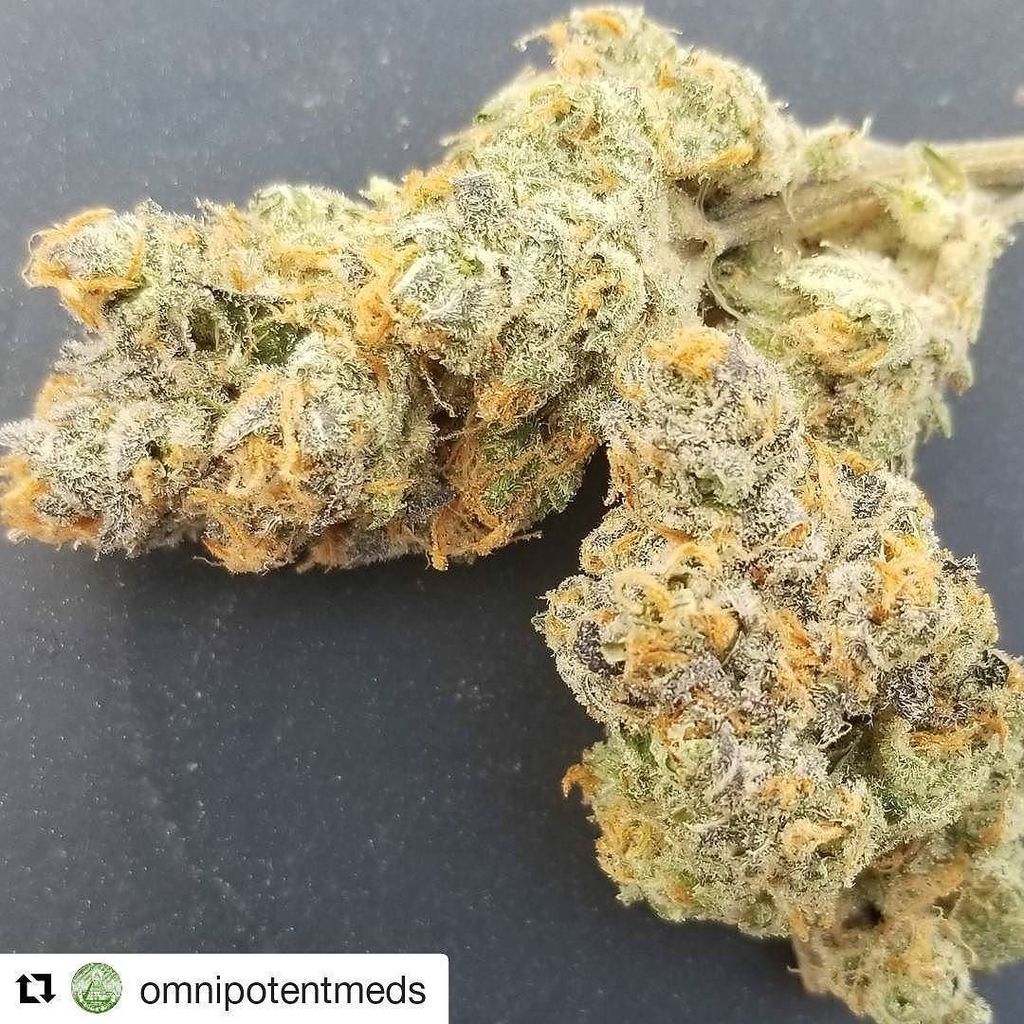 loompafarms's tweet photo. #Repost @omnipotentmeds
γ»γ»γ»
#Yetifoo from seed bred by #Loompafarms grown by ππ this guy #yetiog x #foodog π₯π₯π₯ @loβ¦ https://t.co/s6tKCZxftt https://t.co/sWcjItskJa