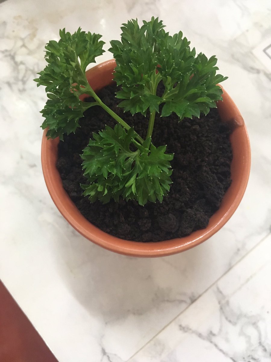 ChilternOAM's tweet photo. These are angel delight gardens which are angel delight topped with crushed Oreos  &amp; parsley. You can buy them in our tea room #ChilternOAM https://t.co/n82mJfOY22