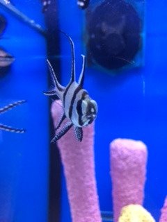 SomethingFishy_ tweet picture