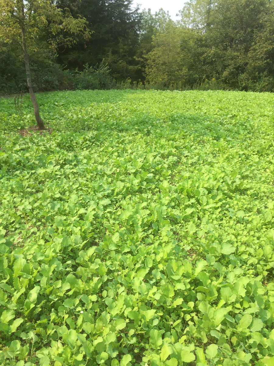 The @d_cornucopia is looking amazing after 1 month of growth!