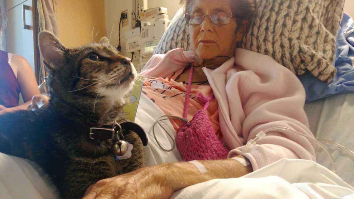 Thank you to those who have voted or shared! You can vote everyday until Oct15th to support #zpfh. petsplusus.com/championawards…