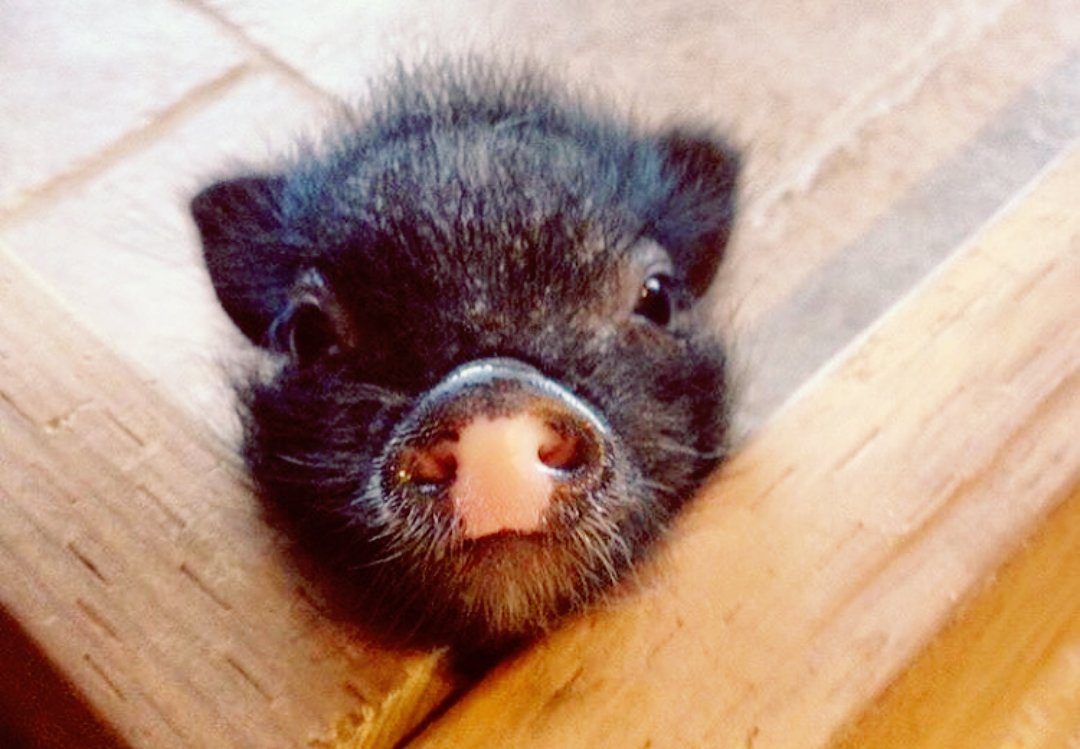 JenniandAuggie's tweet photo. The more vulnerable to the cruelty of humans, the more entitled to protection by humans ❤ Be the kindness 
#CrueltyFree #vegan https://t.co/AqLP47qKdP
