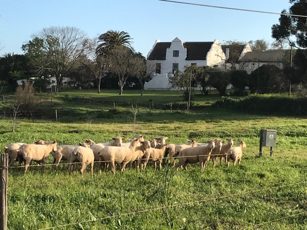 NickPentz's tweet photo. Life @GrootePost week of sheep shearing @InfoDarling @WestCoastWaySA #samuttonmerino #woolsa https://t.co/JtcVpStoyR