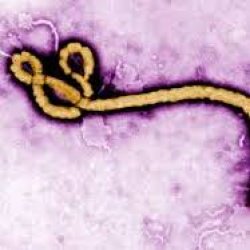 drasatrust's tweet photo. π§ Study shows that #ebola may evolve to become more lethal
ππ½ https://t.co/2tYrtipaBF
#KillerViruses
#DeadlyDisease https://t.co/faynZuu5cY