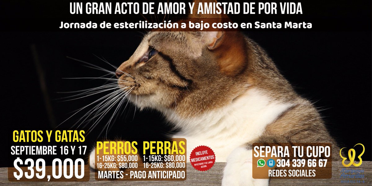 fmariposasa's tweet photo. Jornada de esterilización a bajo costo en  #santamarta sep16 y 17 seguimoe hasta que podamos darle una mejor vida a todos nuestros amiguitos https://t.co/Mer5CStiEU