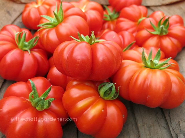 ChattyGardener's tweet photo. The tomato harvest is so much better than last season. #noblight #gdnbloggers #gyo https://t.co/orkGe3YbUn
