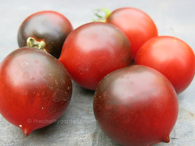 ChattyGardener's tweet photo. The tomato harvest is so much better than last season. #noblight #gdnbloggers #gyo https://t.co/orkGe3YbUn