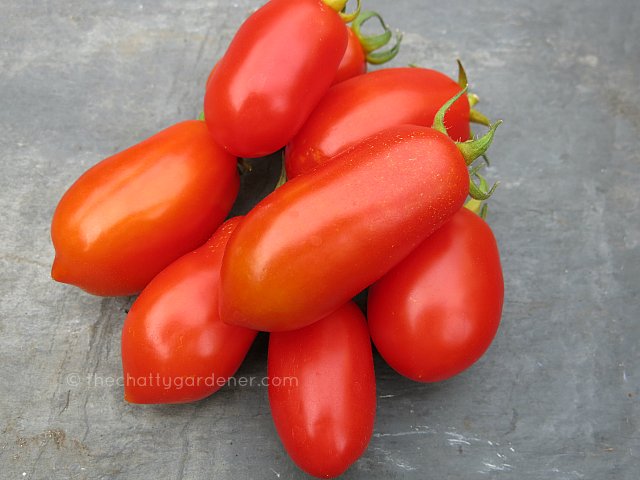 ChattyGardener's tweet photo. The tomato harvest is so much better than last season. #noblight #gdnbloggers #gyo https://t.co/orkGe3YbUn