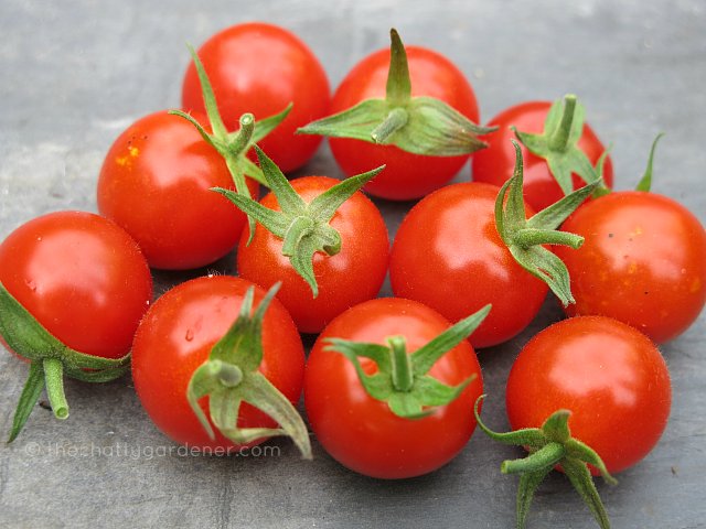 ChattyGardener's tweet photo. The tomato harvest is so much better than last season. #noblight #gdnbloggers #gyo https://t.co/orkGe3YbUn