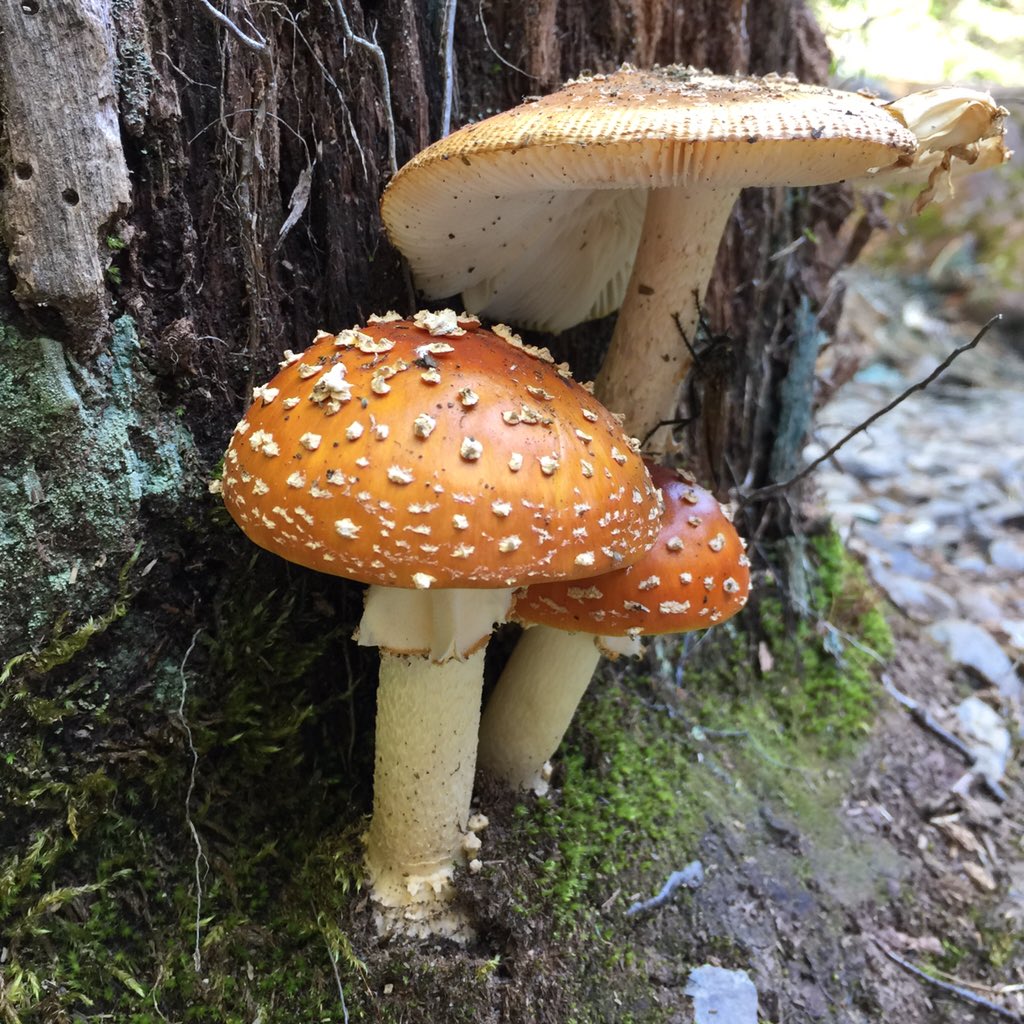 茶色いベニテングタケ Togetter